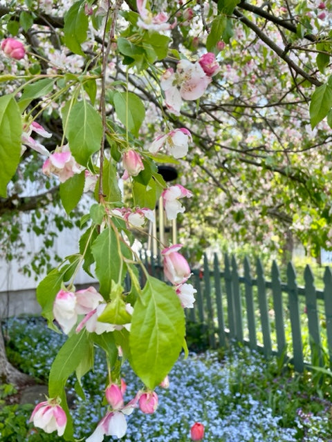 Bunnies & "Carrots", 4oz bag